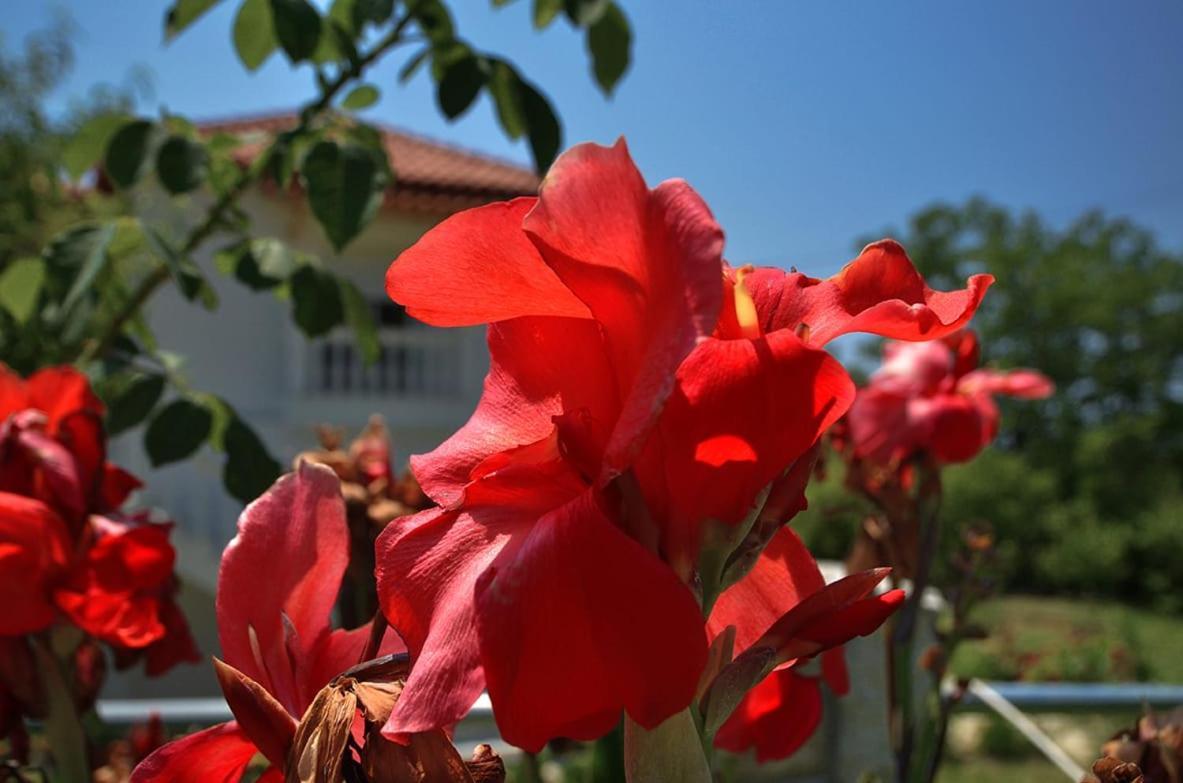 Helen Apartments Lukovë エクステリア 写真