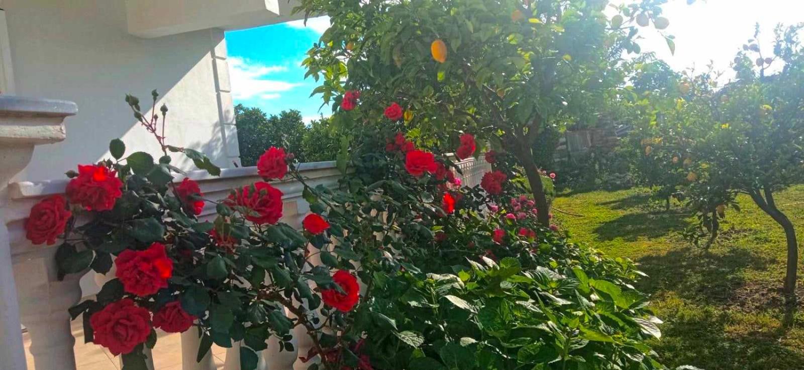 Helen Apartments Lukovë エクステリア 写真